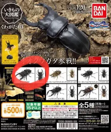 생물대도감 사슴벌레 03 오오쿠와가타