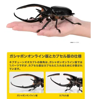 넵튠장수풍뎅이 개 생물대도감 장수풍뎅이