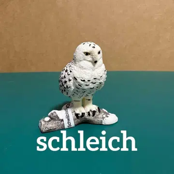 슐라이히 흰올빼미