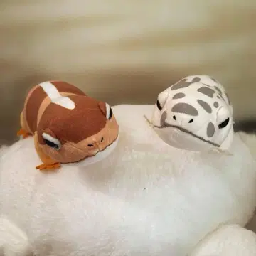 레오파의 키이짱 2세트