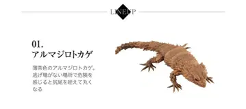 생물대도감 아르마딜로 도마뱀