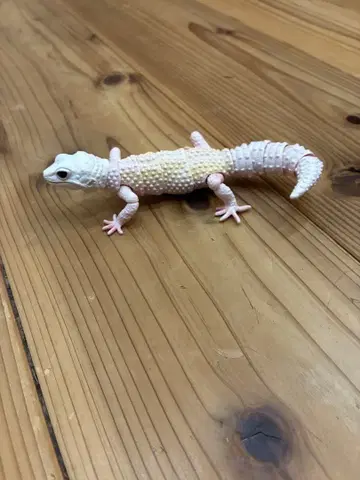 레오파드게코 피규어 가동식