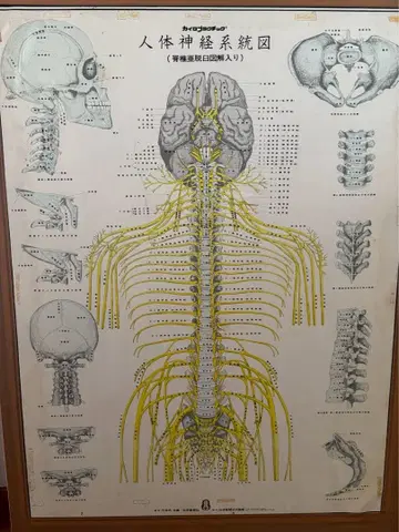 인체 신경 계통도 자율 신경 계통도 세트