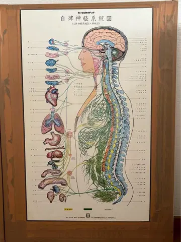 자율 신경계도 대형 해부도
