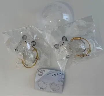 우리 집 털뭉치 치와와 2개