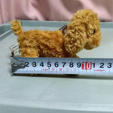 PETIT LOUP 토이 푸들 1998년제 약 10cm