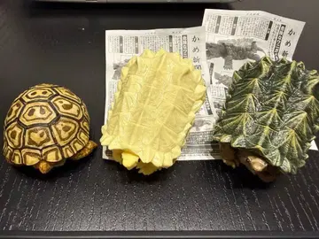 생물대도감 거북 3종 세트