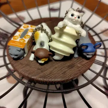 고양이 4마리 세트