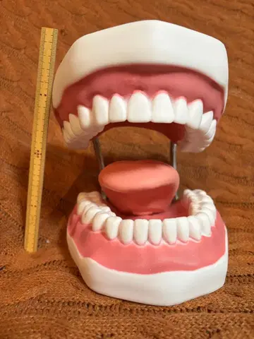 치아 관리 지도용 대형 치열 모형