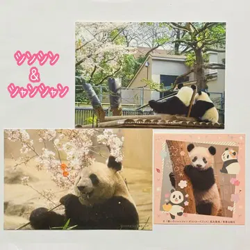 신신 샹샹 엽서 스티커 매일 팬더 씨 우에노 동물원
