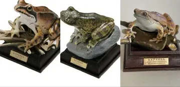 히메청개구리 에조붉은개구리 카지카개구리 4종 세트 네이처 테크니컬러