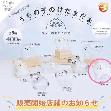 우리 아이 털뭉치 강아지 한정판 모듬 치와와 화이트 가챠가챠 가챠