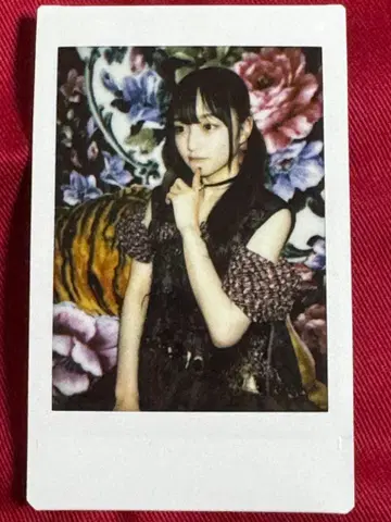 전 iLIFE!(전 ZOC 진메 노도카) 나라노 노도카 폴라로이드