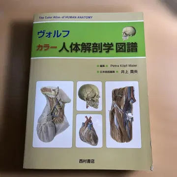 볼프 컬러 인체 해부학 도보