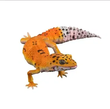 생물대도감 어드밴스 레오파드게코 탠저린 가챠 2