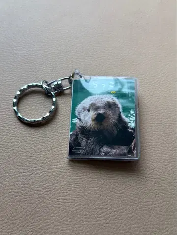 마린 월드 콩 도서 해달