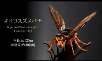 생물대도감 어드밴스 말벌 02 황금말벌