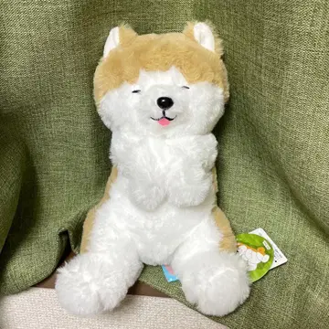 배까고 있는 가을 아키타견 다이토 한정판