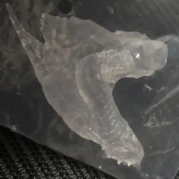 몬스터 헌터 스탠다드 모델 보너스 부품 베리오로스의 오른팔?