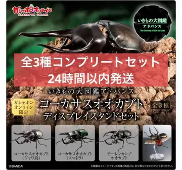 [온라인판] 생물대도감 어드밴스 코카서스장수풍뎅이 전 3종 세트