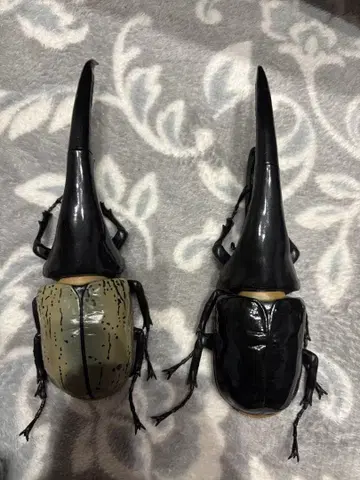 헤라클레스 피규어 세트