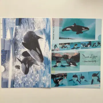 범고래 디자인 클리어 파일 범고래