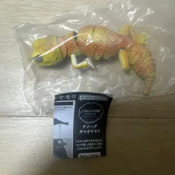 알비노 필 바나나 메하 다 타마오 도마뱀 생물대도감 어드밴스