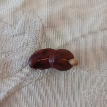 코타케사이 유호 작 두 개의 콩 오비 고정 띠