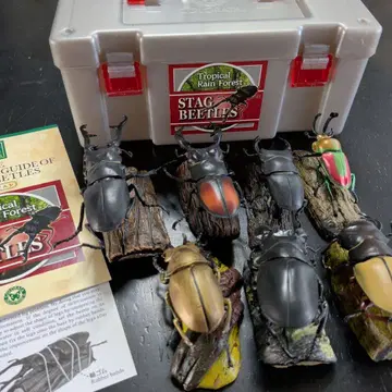 입체도감 사슴벌레 STAG BEETLES 피규어