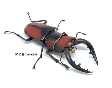 생물대도감 장수풍뎅이 06 넓적사슴벌레 본토 갈색 피규어 반다이