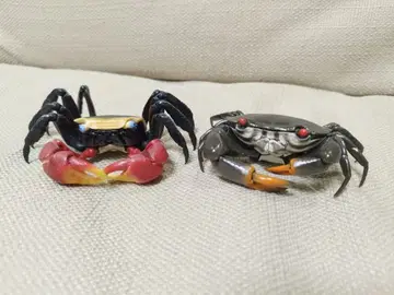 생물대도감 게 세트