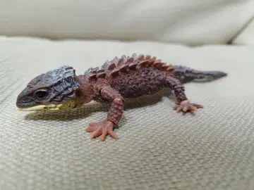 생물대도감 모토이 가부토 도마뱀