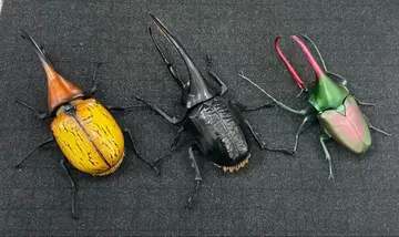 생물대도감 장수풍뎅이 3종 세트