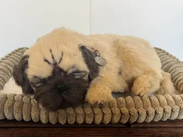 퍼펙트 펫zzz 퍼펙트펫 퍼그