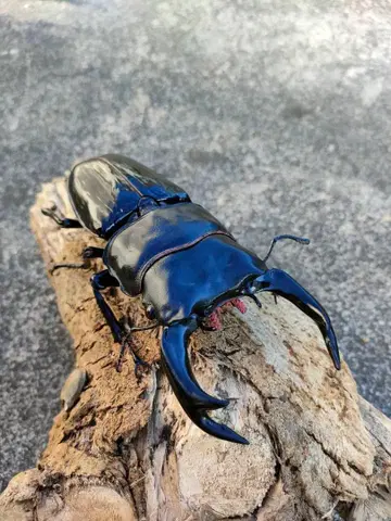 반다이 생물 대도감 어드바이스 사슴벌레 02 오오쿠와가타 페인트