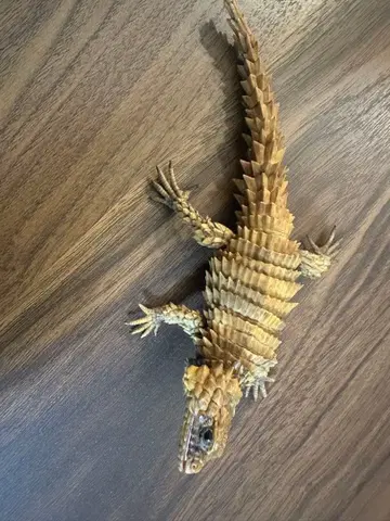 생물 대도감, 아르마딜로 도마뱀