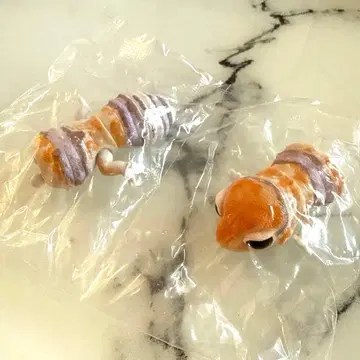 생물대도감 쁘띠 알비노 가챠 니시아프리카도마뱀붙이 피규어