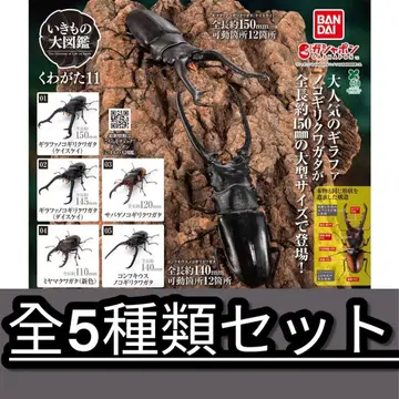 3 생물대도감 장수풍뎅이 11종 전 5종 컴플리트