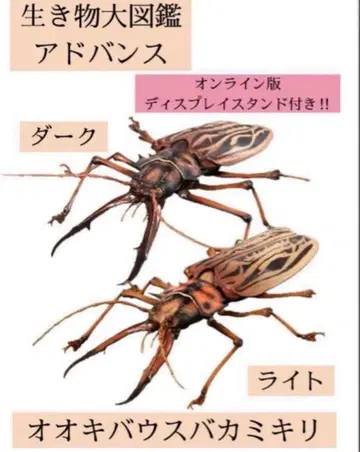 생물대도감 어드밴스 오오키바우스바카미키리