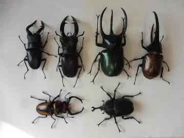 반다이 생물대도감 장수풍뎅이 3 x 사슴벌레 3체