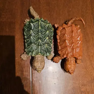 생물대도감 거북이 가챠가챠 세트