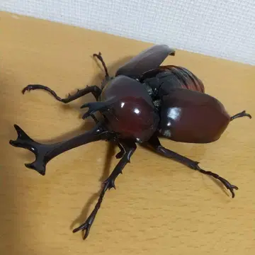 생물대도감 장수풍뎅이05 야마토 장수풍뎅이 적갈색