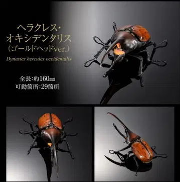 생물대도감 헤라클레스오리엔탈리스