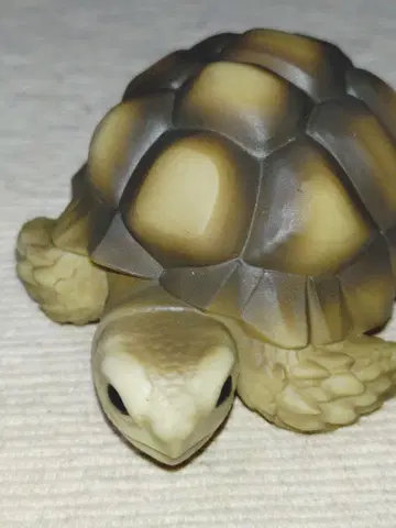 테노리 프렌즈 8 육지거북