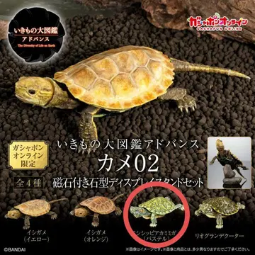 생물대도감 어드밴스 거북 02 미시시피붉은귀거북 온라인판 새상품