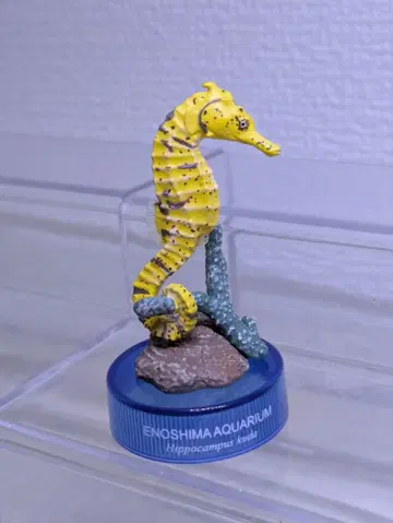 일본 수족관 입체 생물 도감 해마 해양당 생물 피규어