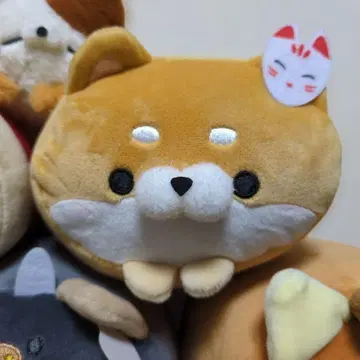 모찌후와! 코로코로 마메시바 시로키츠네 완