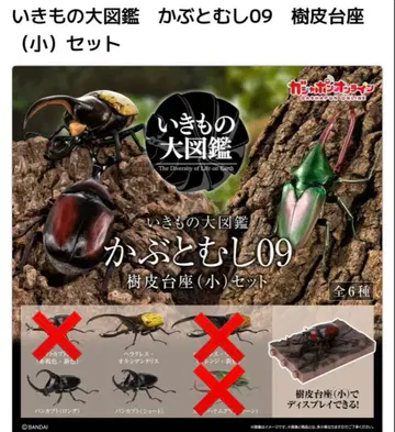 생물대도감 딱정벌레 10 온라인판