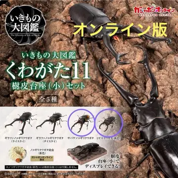 생물대도감 사슴벌레 11 수지 받침대 포함 2종 세트 온라인판