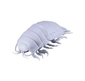 [ 대왕 바다거머리 생물대도감 공벌레 대왕 바다거머리 ]